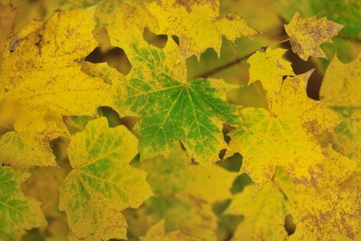 autumn season orange leafs background in nature