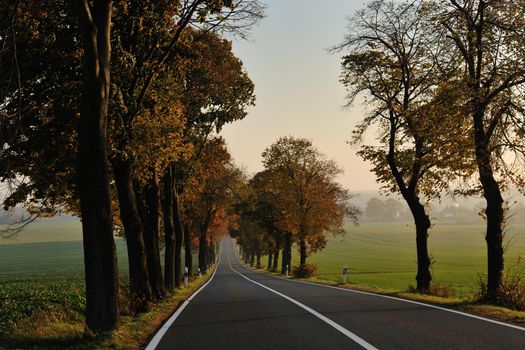 country road at autumn season with bright orange colors at morning sunrise