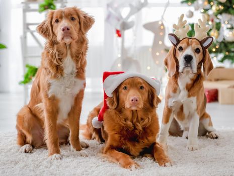 Toller retrievers and beagle dog in Christmas time in decorated New Year home with festive tree. Purebred pet doggies posing in Xmas room