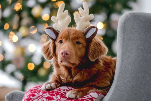 Toller retriever dog in Christmas time lying on sofa wearing deer horns at home with New Year festive decoration and tree. Doggy pet and Xmas atmosphere