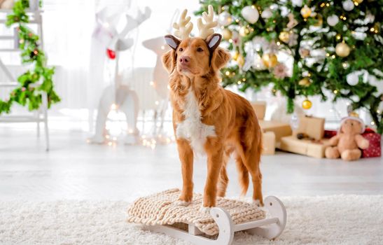 Toller retriever dog wearing deer horns in Christmas time looking at camera in decorated room with New Year festive tree. Doggy pet in Xmas home atmosphere
