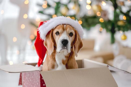 Beagle dog in Christmas time sitting in gift box wearing Santa hat in decorated room with New Year festive tree. Doggy pet in Xmas home atmosphere with present