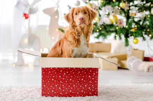 Toller retriever dog in Christmas time sitting in gift box and looking at camera in decorated room with New Year festive tree. Doggy pet in Xmas home atmosphere with present