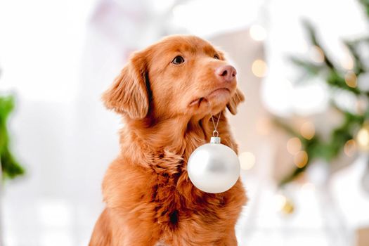 Toller retriever dog in Christmas time holding New Year ball at home with festive decoration and tree. Doggy pet and Xmas atmosphere