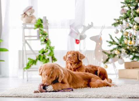 Toller retriever dogs in Christmas time lying on floor at cozy home with New Year festive decoration, tree and lights. Doggy pets and magic Xmas atmosphere