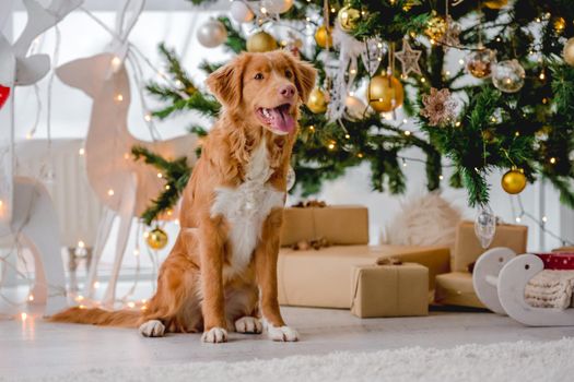 Toller retriever dog in Christmas time sitting on floor with mouth open and looking at camera at home with New Year festive decoration and lights. Doggy pet and Xmas tree atmosphere
