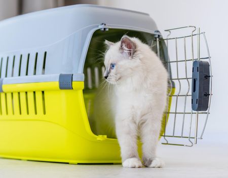 Adorable ragdoll cat goes out from pet carrying for transportation and looking back. Purebred fluffy domestic feline animal and basket with metal lattice opened