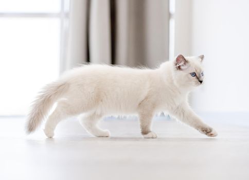 Lovely fluffy white ragdoll cat walking in light room and looking back with beautiful blue eyes. Adorable purebred feline pet outdoors
