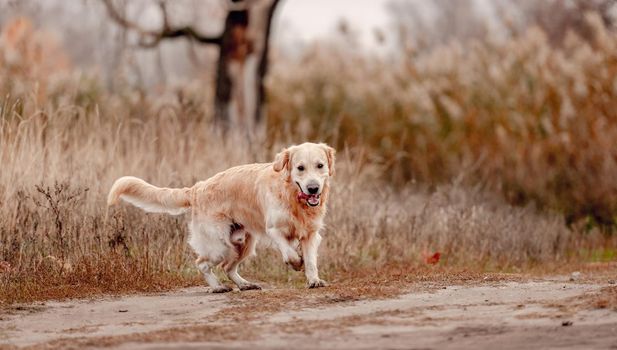 Golden retriever dog playing at autumn forest. Cute doggy pet labrador running at nature