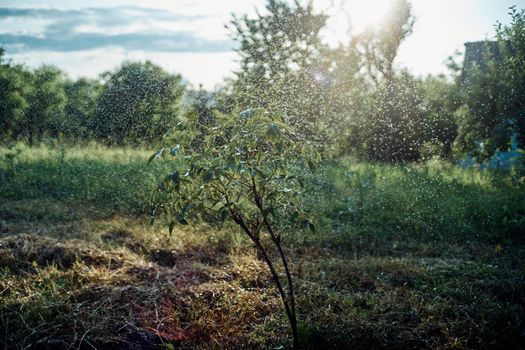 trees green leaves summer nature agriculture cultivation. High quality photo