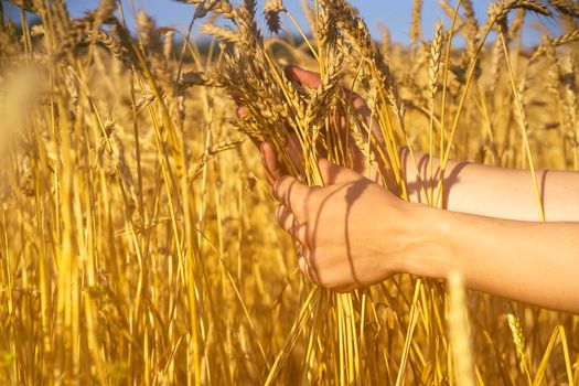 A man's hand holds spikelets of ripe wheat with grain on the background of a golden field and the sky. The farmer carefully checks the quality of the crop.