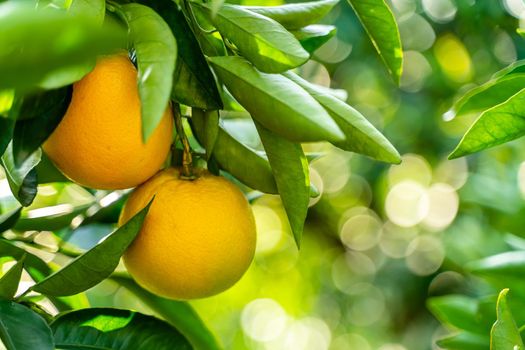 Spectacular view of the Orange Garden, summer background. Farming content. A picturesque day and a gorgeous scene. Wonderful wallpaper image. Discover the beauty of the world.