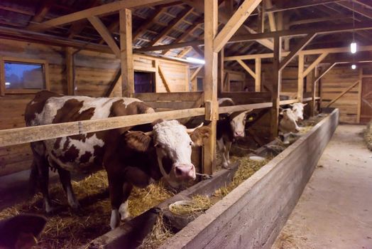 agriculture industry, farming and animal husbandry concept   herd of cows eating hay in cowshed on dairy farm