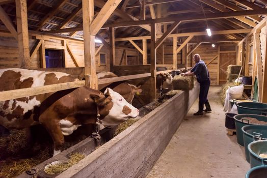 agriculture industry, farming and animal husbandry concept   herd of cows eating hay in cowshed on dairy farm