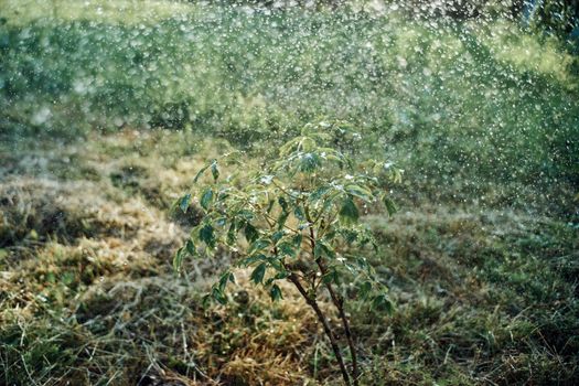 trees green leaves summer nature agriculture cultivation. High quality photo