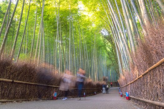 Beautiful nature bamboo groves in autumn season at Arashiyama in Kyoto, Japan.
