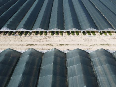 Aerial drone view of massive greenhouse for growing vegetables. Flying over large industrial greenhouses with transparent roof in evening.