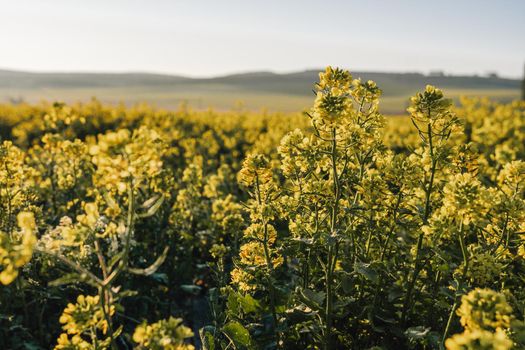 Scenic rural landscape with yellow rape, rapeseed or canola field. Blooming canola flowers close up. Rape on the field in summer. Bright Yellow rapeseed oil. Green plant energy for the oil industry