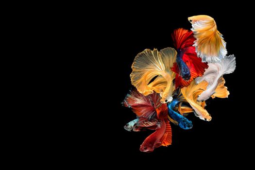 Close up art movement of Betta fish,Siamese fighting fish isolated on black background with copy space.Fine art design concept.