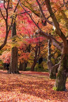 Beautiful nature colourful tree leaves in Japanese zen garden in autumn season at Kyoto,Japan.