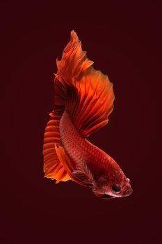 Close up art movement of Betta fish,Siamese fighting fish background.Fine art design concept.