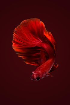 Close up art movement of Betta fish,Siamese fighting fish background.Fine art design concept.