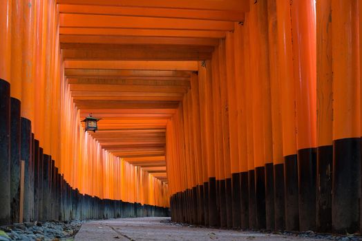 The red torii gates walkway path at fushimi inari taisha shrine the one of attraction  landmarks for tourist in Kyoto, Japan.
