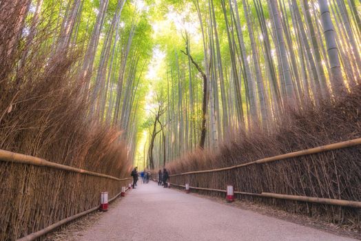 Beautiful nature bamboo groves in autumn season at Arashiyama in Kyoto, Japan.