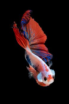 Close up art movement of Betta fish or Siamese fighting fish isolated on black background.Fine art design concept.