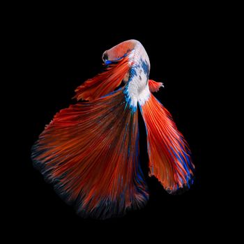 Close up art movement of Betta fish or Siamese fighting fish isolated on black background.Fine art design concept.