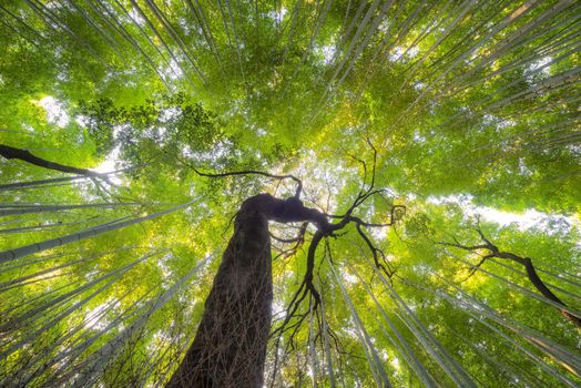 Beautiful nature bamboo groves in autumn season at Arashiyama in Kyoto, Japan.