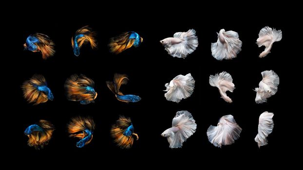 Beautiful Colourful Betta fish,Siamese fighting fish art collection in varies movement on black background.
