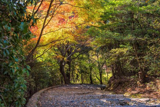 Beautiful nature at Arashiyama in autumn season in Kyoto, Japan. Arashiyama is a one of attraction landmark for tourist in Kyoto.