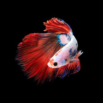 Close up art movement of Betta fish or Siamese fighting fish isolated on black background.Fine art design concept.