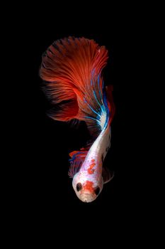 Close up art movement of Betta fish or Siamese fighting fish isolated on black background.Fine art design concept.