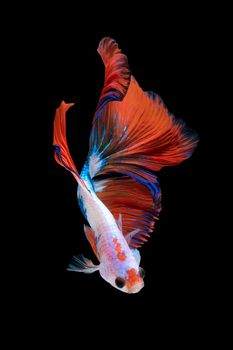 Close up art movement of Betta fish or Siamese fighting fish isolated on black background.Fine art design concept.