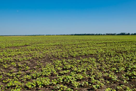 Field of sprout buckwheat.