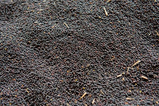 Canola Harvest. Canola seeds background. Selective focus.