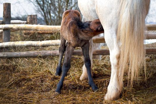 The little foal sucks milk from the mare in the stable.
