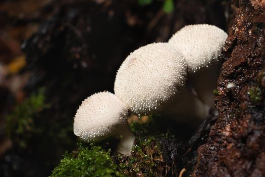 Group of edible lycoperdon perlatum mushrooms known as puffball grows on a tree stump in the forest.