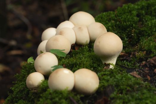 Group of edible lycoperdon mushrooms known as puffball grows on a tree stump in the forest.