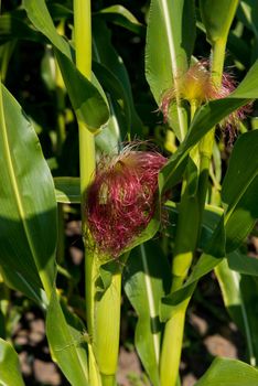 Close-up of fresh small corn cob with hairs on the tip.