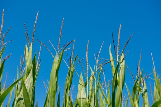 Inflorescence male flowers corn. 