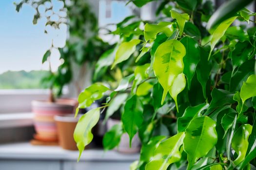 Close-up of home ornamental plant ficus Benjamin Golden Monique cultivar in the interior of balcony of residential apartment. Focus in the foreground, blurred background. Selective focus, copy space.