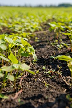 Сlose-up of young sprout buckwheat. Selective focus.