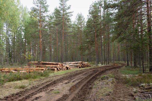 Logging. Sawed pine logs stacked in the forest, near the road.