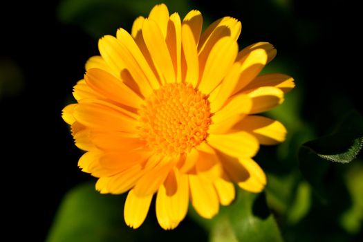 Calendula, medicinal plant with flower