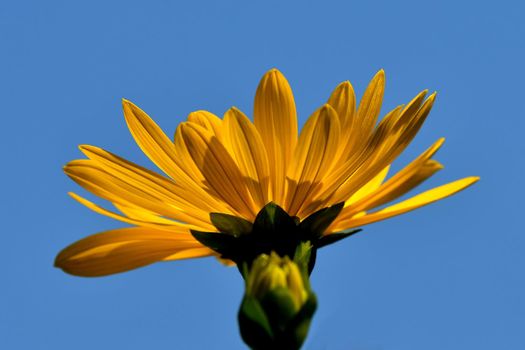 yellow flower of a compass plant on a blue sky