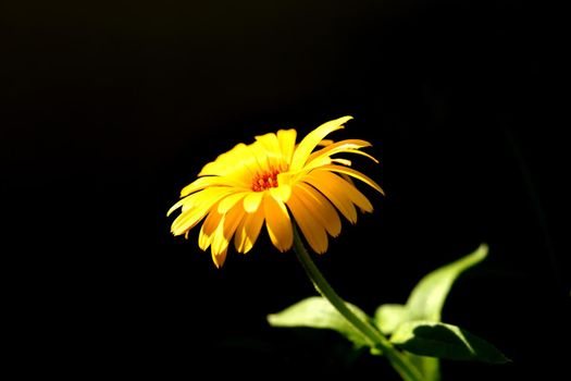 Calendula, medicinal plant with flower