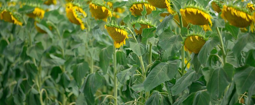 field with blooming sunflowers on a summer day, a row of plants